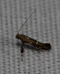 Caloptilia triadicae
