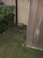 Didelphis virginiana