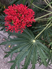 Jatropha multifida