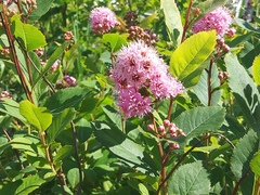 Spiraea salicifolia