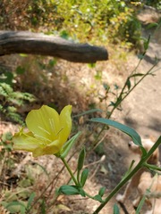 Oenothera elata hirsutissima
