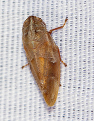 Aphrophora saratogensis