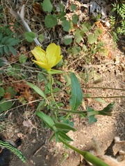 Oenothera elata hirsutissima