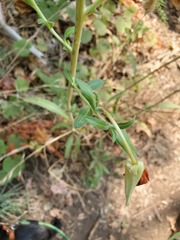 Oenothera elata hirsutissima