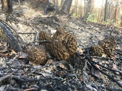 Morchella angusticeps