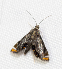 Chrysendeton nigrescens