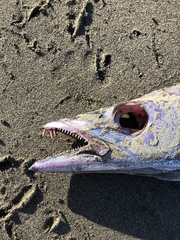 Lepidopus caudatus