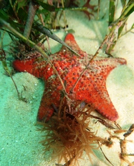 Anthaster valvulatus