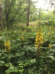 Ligularia stenocephala