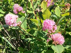 Spiraea salicifolia