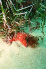 Anthaster valvulatus