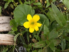 Caltha sibirica