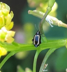 Phyllotreta undulata