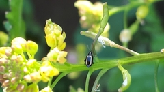 Phyllotreta undulata