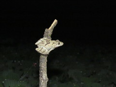 Scinax acuminatus