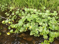 Caltha sibirica