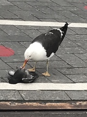 Larus fuscus