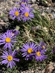 Erigeron elegantulus