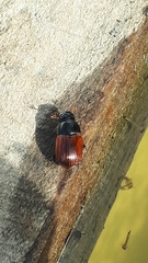 Aphodius pedellus