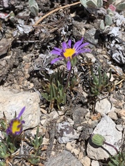 Erigeron elegantulus