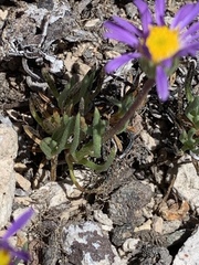 Erigeron elegantulus