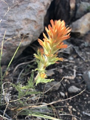 Castilleja applegatei breweri