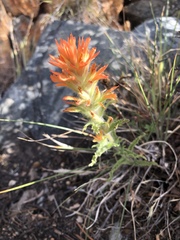 Castilleja applegatei breweri