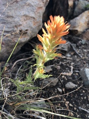 Castilleja applegatei breweri