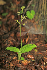 Liparis campylostalix