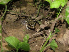 Leptodactylus bufonius