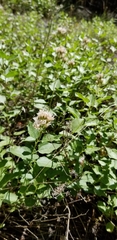 Ageratina occidentalis