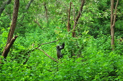 Cercopithecus mitis kolbi