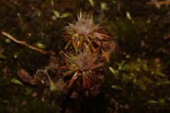 Drosera verrucata