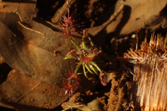Drosera scorpioides