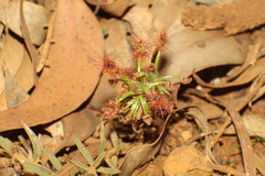 Drosera scorpioides