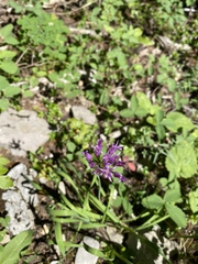 Allium brevistylum