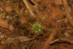 Drosera pulchella