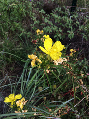 Oenothera berlandieri