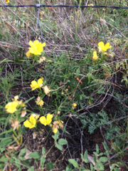 Oenothera berlandieri
