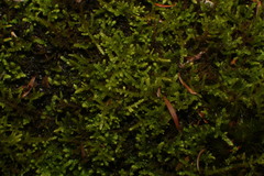Thuidiopsis sparsa