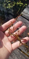 Hygrophila
