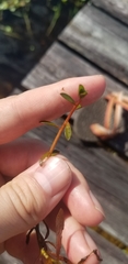 Hygrophila