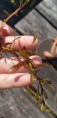 Hygrophila