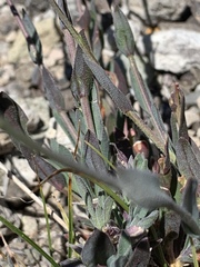 Boechera horizontalis