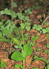 Liparis campylostalix