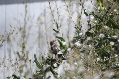 Haemorhous mexicanus