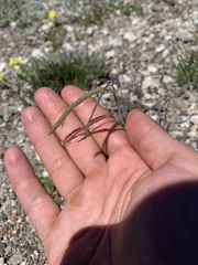 Boechera horizontalis