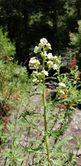 Chamaebatiaria millefolium