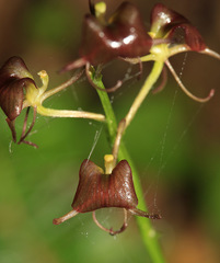 Liparis campylostalix