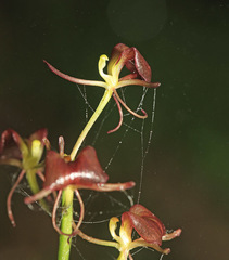 Liparis campylostalix